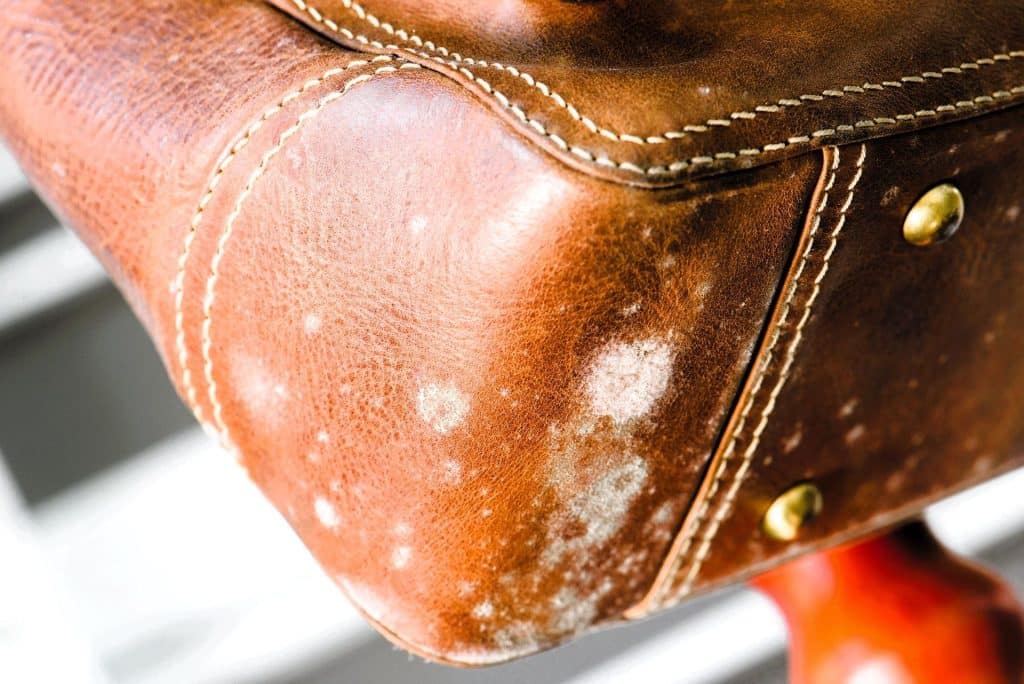Simple Solutions at Home: How to Remove Mold from Leather