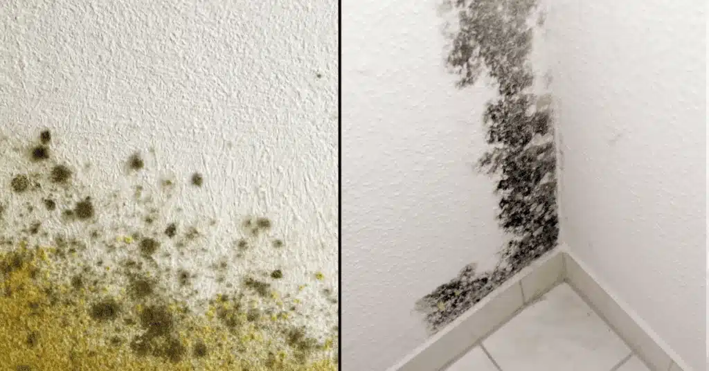 DIY mixture to remove mold and mildew