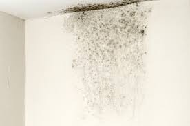 Health Effects of White Mold: Prevention Tips You Need to Know