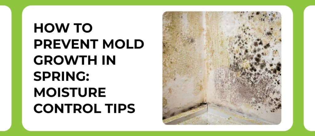 how-to-prevent-mold-growth-in-spring